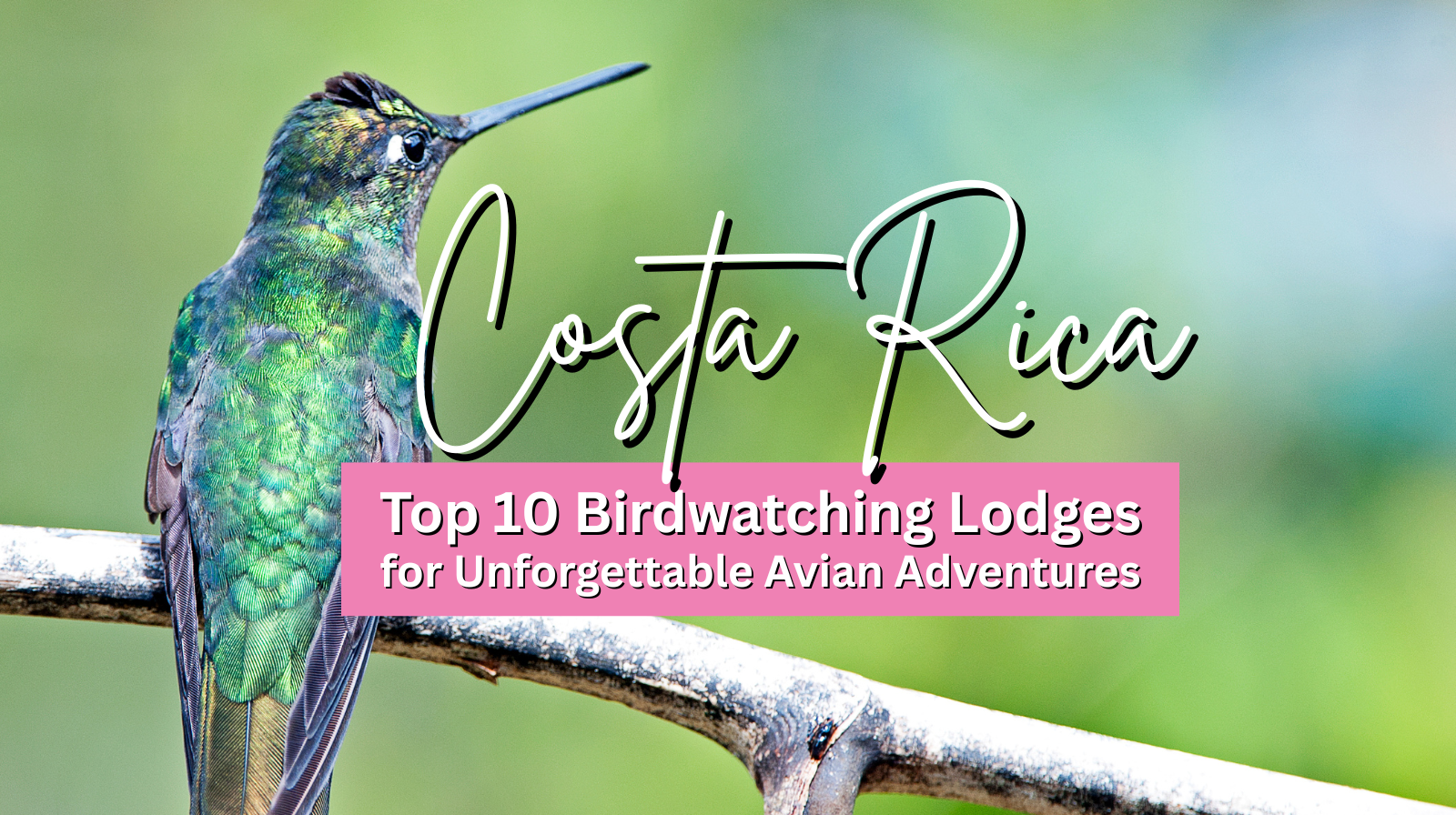 Costa Rica’s Top 10 Birdwatching Lodges for Unforgettable Avian Adventures