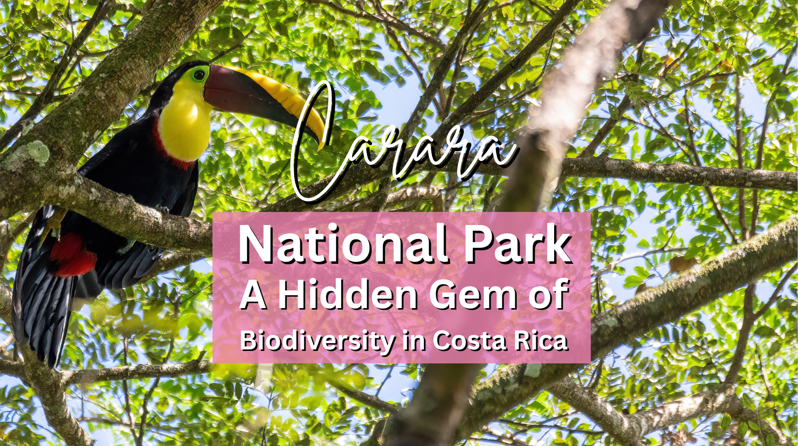 Carara National Park A Hidden Gem of Biodiversity in Costa Rica