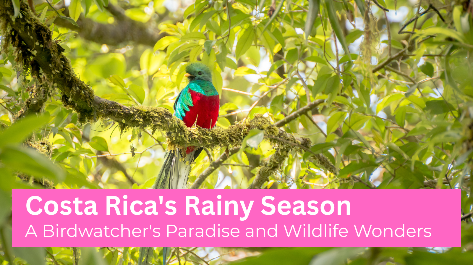 CR Rainy season a Birdwatcher's Paradise and Wildlife Wonders