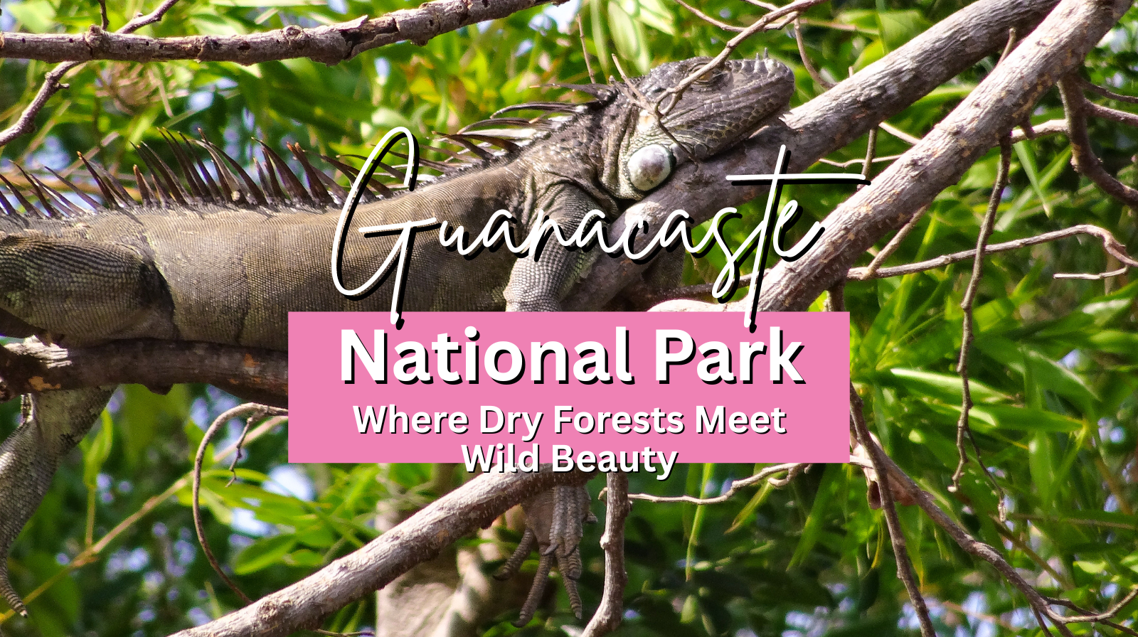 Guanacaste National Park: Where Dry Forests Meet Wild Beauty