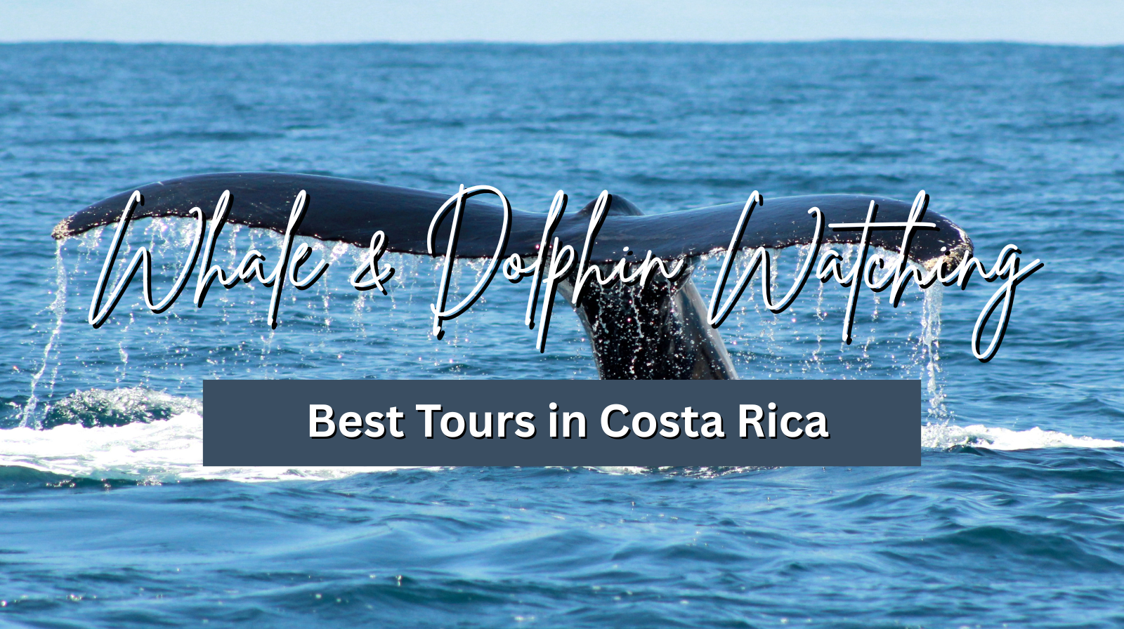 Whale & Dolphin Watching: Best Tours in Costa Rica