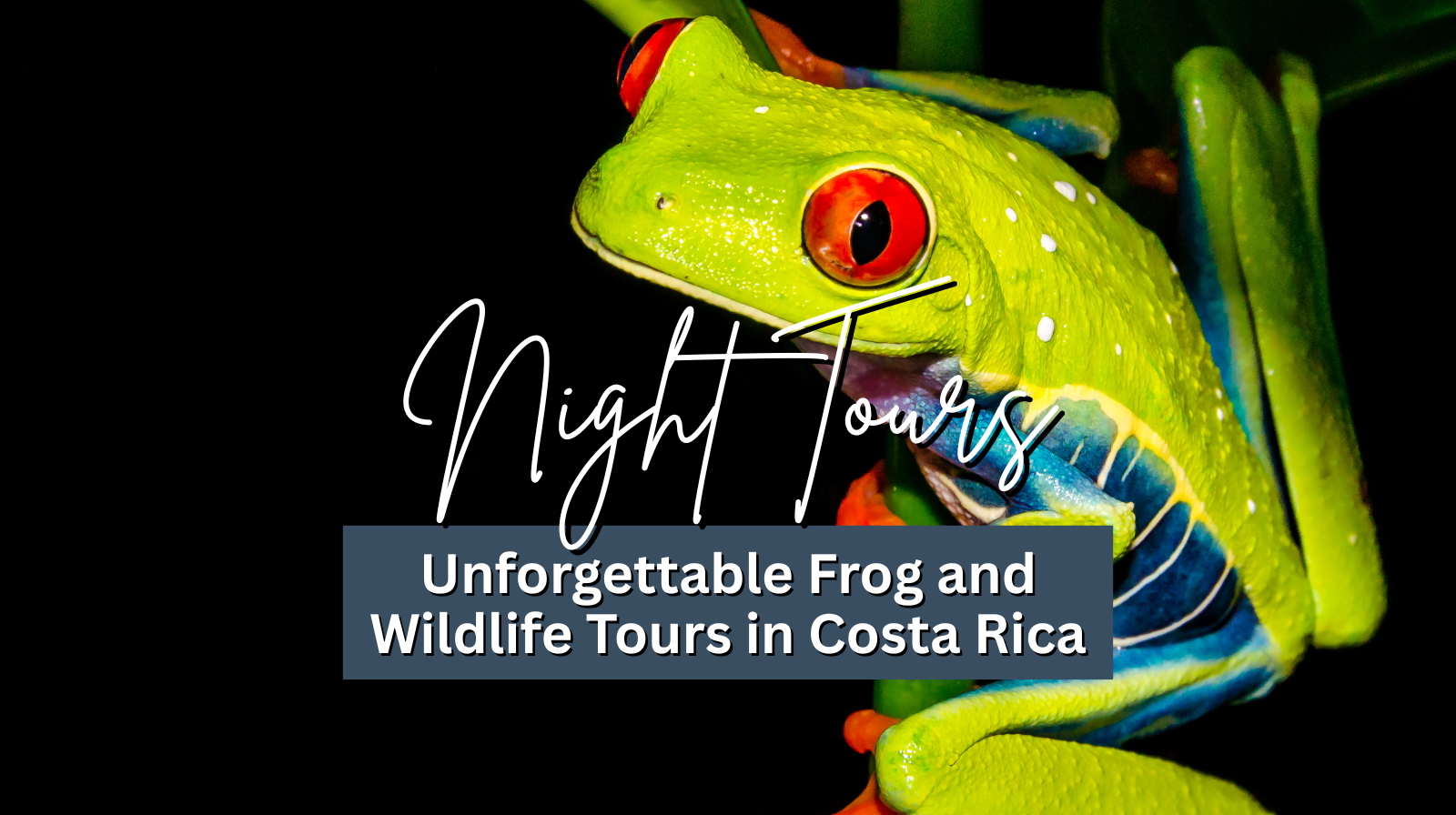 Discover the Magic of Night tours Wildlife: Unforgettable Frog and Sloth Tours in Costa Rica