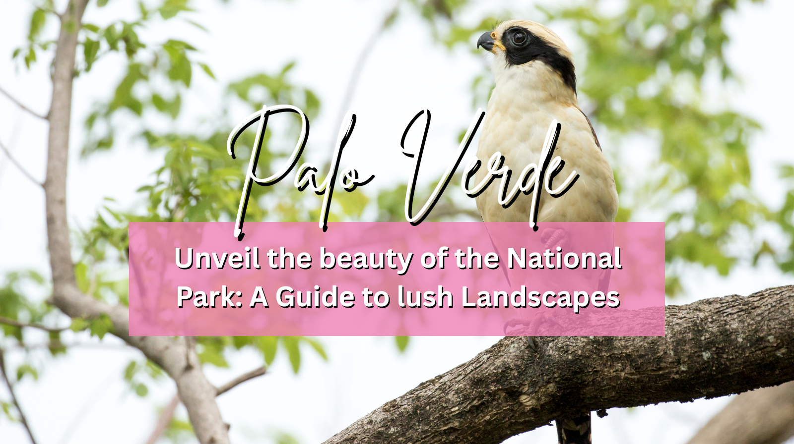 Unveil the beauty of Palo Verde National Park: A Guide to lush Landscapes