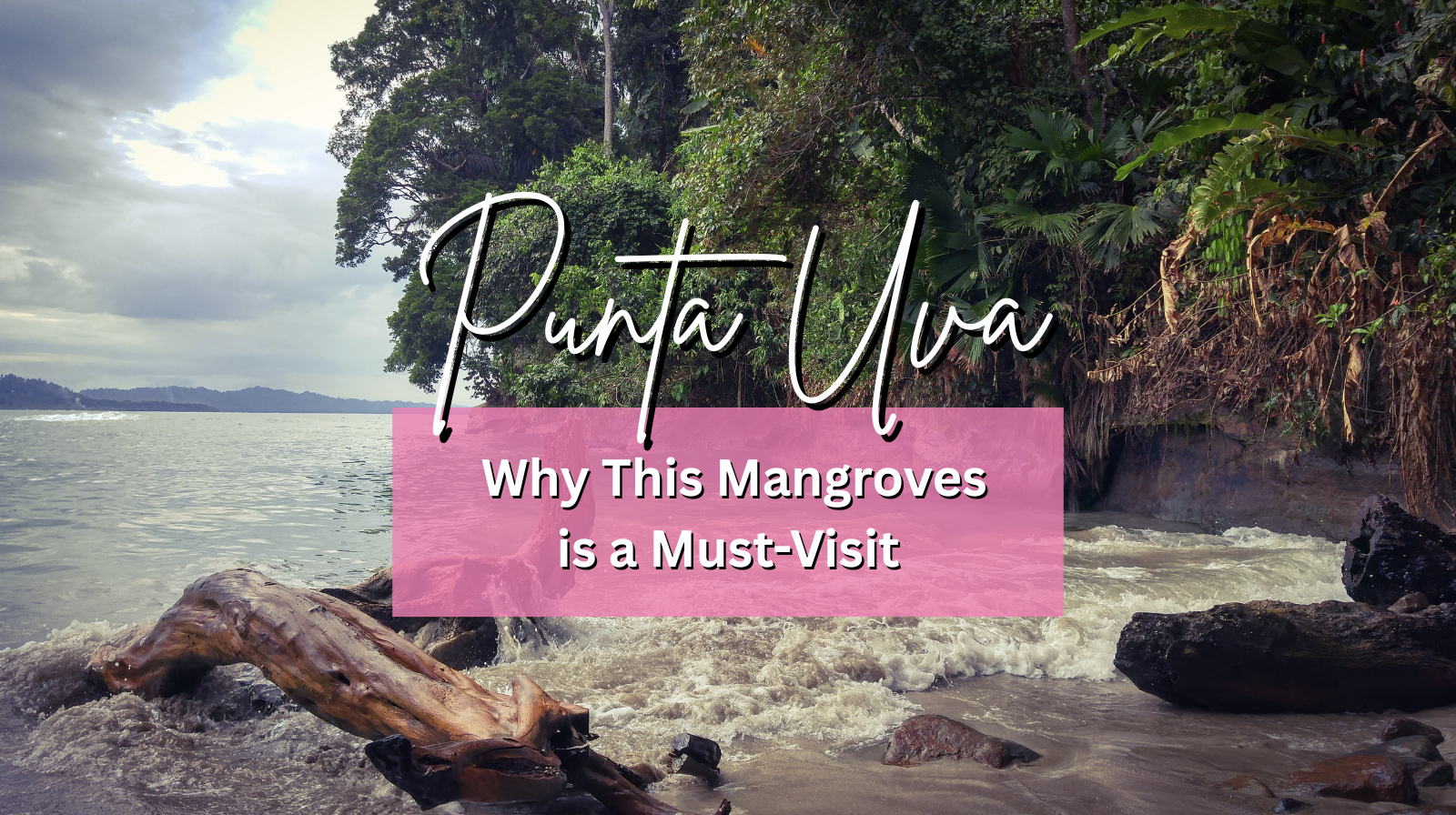 Why Punta Uva’s Mangrove is a Must-Visit