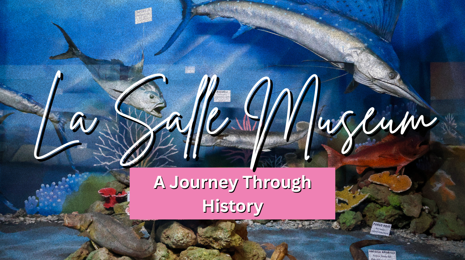 Discovering the La Salle Museum: A Journey Through History